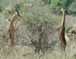 two gerenuks eating