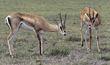Grant's gazelles Tanzania (East Africa)