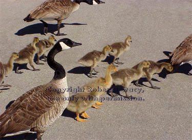 Canada geese & goslings