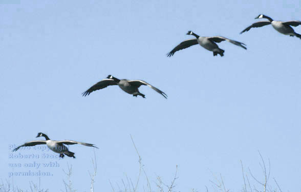 Canada geese