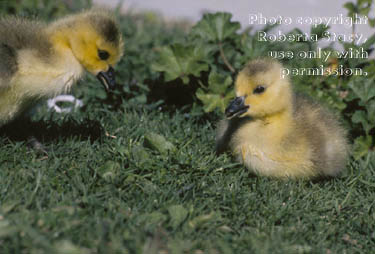 Canada goose goslings