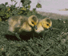 Canada goose goslings