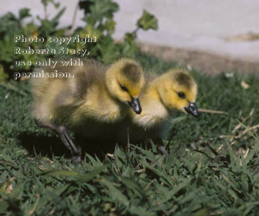 Canada goose goslings