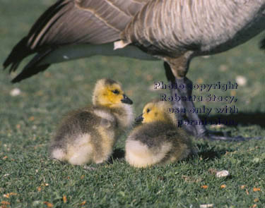 Canada goose goslings