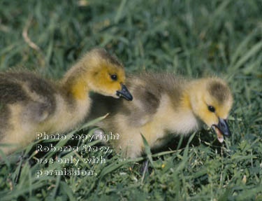 Canada goose goslings