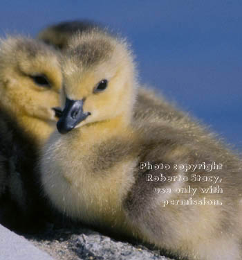 Canada goose goslings