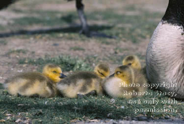 Canada goose goslings