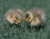 Canada goose goslings