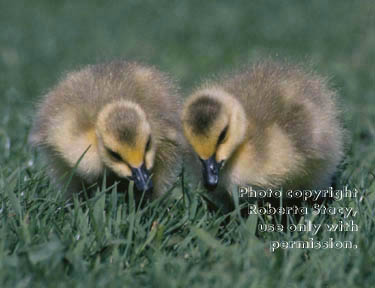 Canada goose goslings