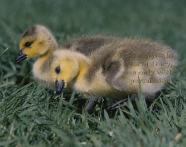 Canada goose goslings