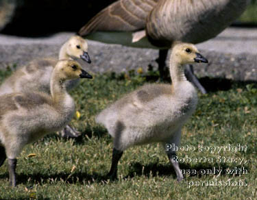 Canada goose goslings