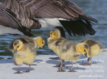 Canada goose goslings