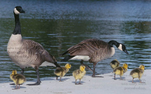 Canada geese & goslings