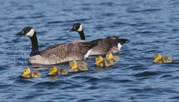 Canada geese & goslings