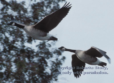 Canada geese