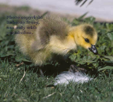 Canada goose gosling