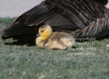 Canada goose gosling