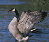 Canada goose