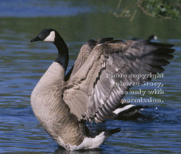 Canada goose