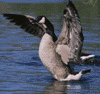 Canada goose