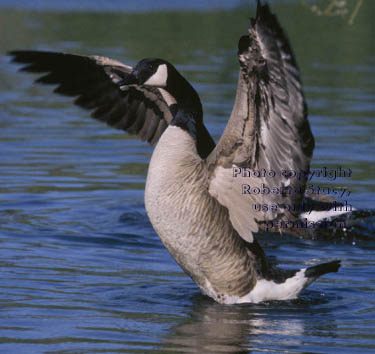 Canada goose