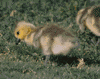 Canada goose gosling