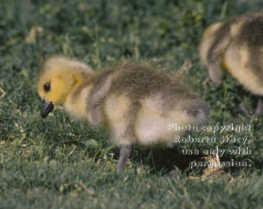 Canada goose gosling