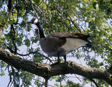 Canada goose