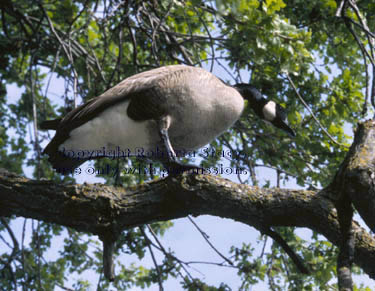 Canada goose