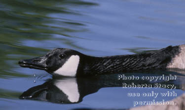 Canada goose