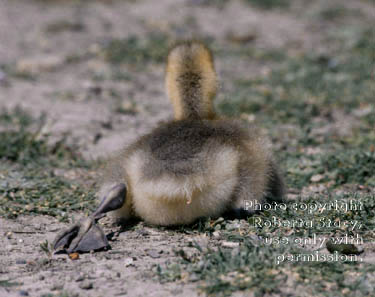 Canada goose gosling