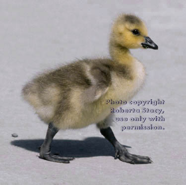 Canada goose gosling