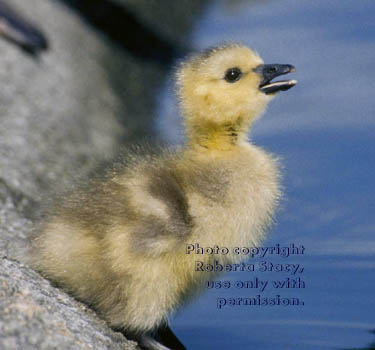 Canada goose gosling