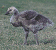 Canada goose gosling