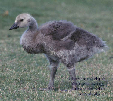 Canada goose gosling