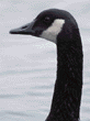 Canada goose