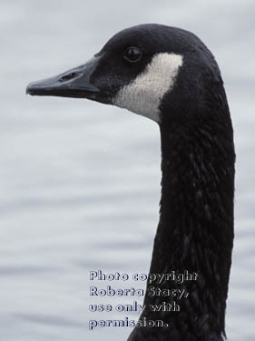 Canada goose