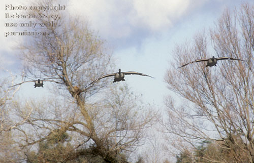 Canada geese