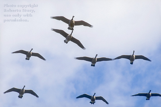 Canada geese