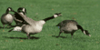 Canada geese