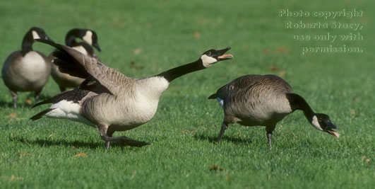 Canada geese