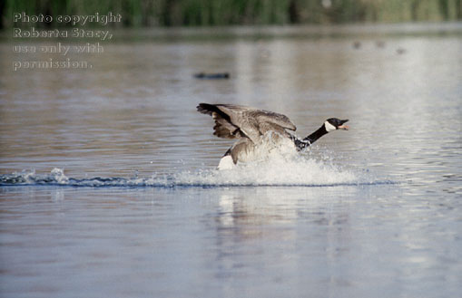 Canada goose