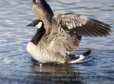 Canada goose