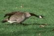 Canada goose