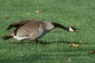 Canada goose