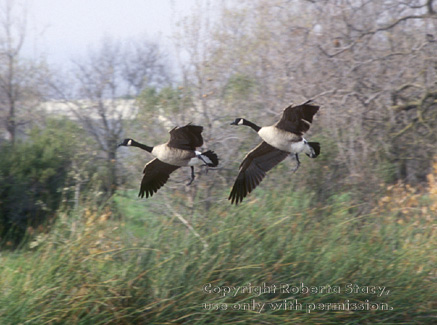 Canada geese