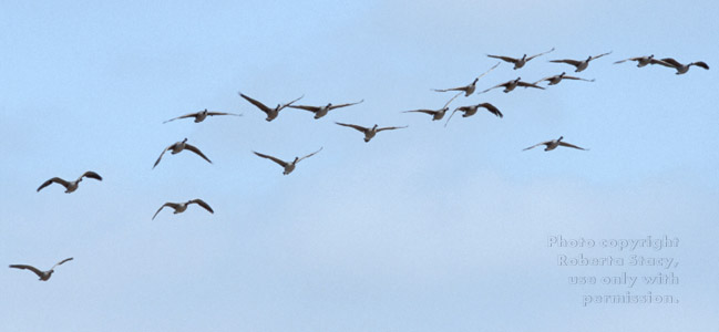 Canada geese