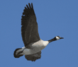 Canada goose