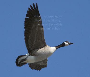 Canada goose