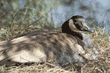 Canada goose on nest